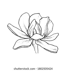 Magnolia flower blooming bud, hand drawn lines, vector illustration blossom flower sketch black on white background isolated illustration