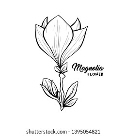 Magnolia flower in blossom, beautiful home decor and interior design, isolated illustration vector. Floral outline contour drawing for laser cuttling files. Spring blossom. Wildflower botanical plant.