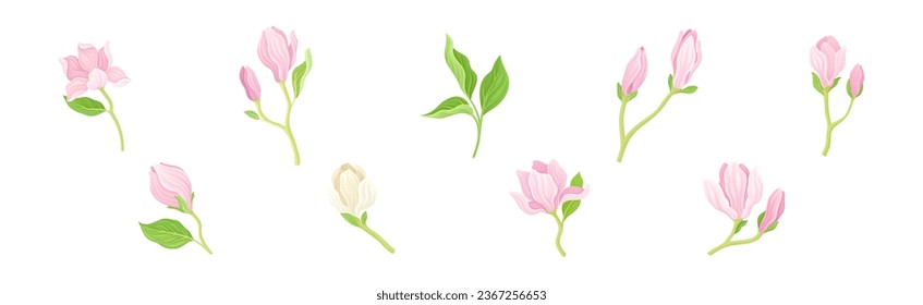 Magnolia Flower and Blossom on Green Stem Vector Set