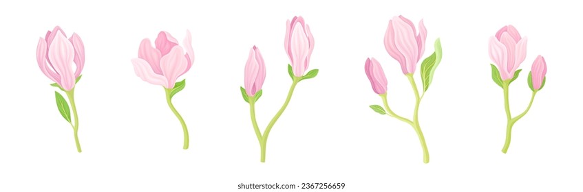 Magnolia Flower and Blossom on Green Stem Vector Set