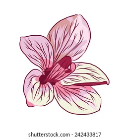 Magnolia Flower Blossom Vector Sketch