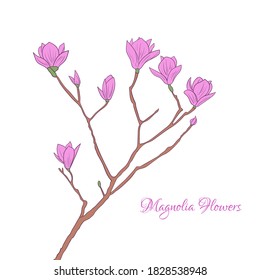 magnolia flower with branch isolated background