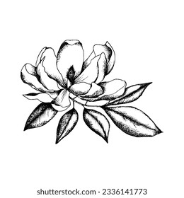 Magnolia Flower Bud Black and White Linear Drawing Closeup Vector Illustration. Blooming Flora and Blossom