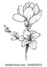 magnolia flower, for cards, invitations, banners, posters, print design. Floral background in line art style