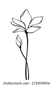 7,256 Magnolia line drawing Images, Stock Photos & Vectors | Shutterstock