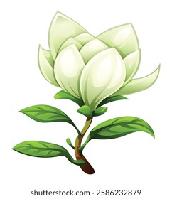 Magnolia flower with delicate white petals and green leaves. Vector cartoon illustration isolated on white background