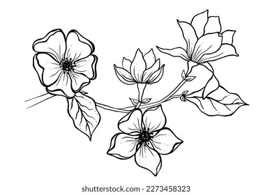 Magnolia flower drawing illustration. Black and white with line art.