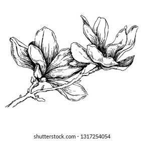 Magnolia flower drawing. Sketch with black and white  flower with line art on white backgrounds. Hand Drawn Vector Botanical Illustrations