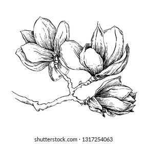 Magnolia flower drawing. Sketch with black and white  flower with line art on white backgrounds. Hand Drawn Vector Botanical Illustrations