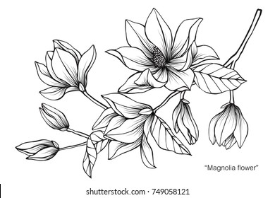 Magnolia flower. Drawing and sketch with black and white line-art. On white background.