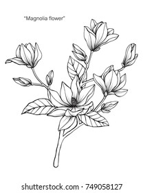 Magnolia flower. Drawing and sketch with black and white line-art. On white background.