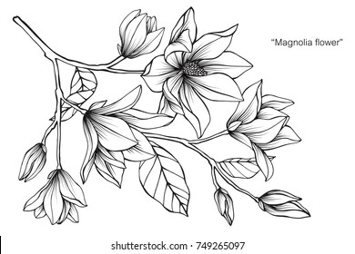 Magnolia Flower. Drawing And Sketch With Black And White Line-art. On White Background.