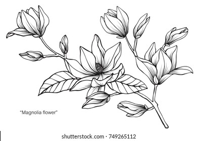 Magnolia flower. Drawing and sketch with black and white line-art. On white background.