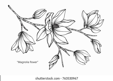 Magnolia Flower Drawing And Sketch With Black And White Line-art.