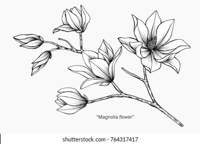 Magnolia Flower Drawing And Sketch With Black And White Line-art.