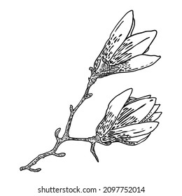 Magnolia flower drawing. Sketch of floral botany twig from real tree. Black and white with line art isolated on white background. Real life hand drawn illustration of magnolia bloom. Vector.