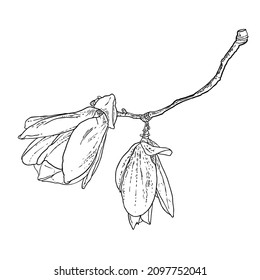 Magnolia flower drawing. Sketch of floral botany twig from real tree. Black and white with line art isolated on white background. Real life hand drawn illustration of magnolia bloom. Vector.