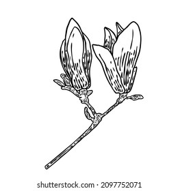 Magnolia flower drawing. Sketch of floral botany twig from real tree. Black and white with line art isolated on white background. Real life hand drawn illustration of magnolia bloom. Vector.