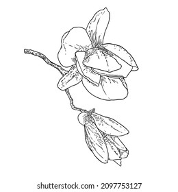 Magnolia flower drawing. Sketch of floral botany twig from real tree. Black and white with line art isolated on white background. Real life hand drawn illustration of magnolia bloom. Vector.