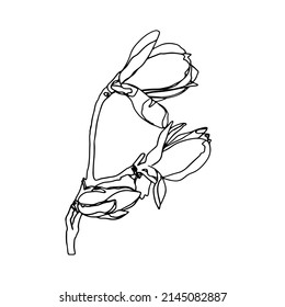 Magnolia flower drawing   sketch and line  art white backgrounds Doodle flower Lineart flower 
