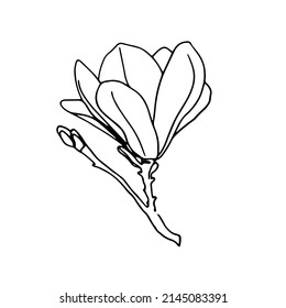 Magnolia flower drawing   sketch and line  art white backgrounds Doodle 