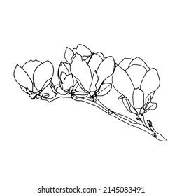 Magnolia flower drawing   sketch and line  art white backgrounds Black doodle 