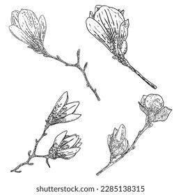 Magnolia flower drawings set. Sketch of floral botany twigs from real tree. Black and white with line art isolated on white background. Real life hand drawn illustrations of magnolia bloom. Vector.