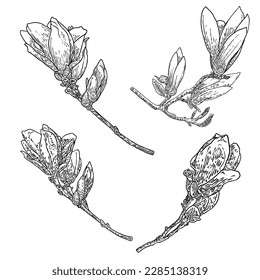 Magnolia flower drawings set. Sketch of floral botany twigs from real tree. Black and white with line art isolated on white background. Real life hand drawn illustrations of magnolia bloom. Vector.