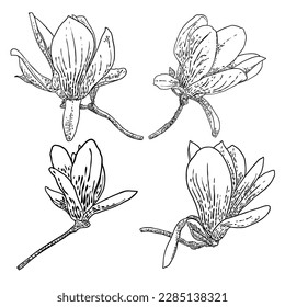 Magnolia flower drawings set. Sketch of floral botany twigs from real tree. Black and white with line art isolated on white background. Real life hand drawn illustrations of magnolia bloom. Vector.