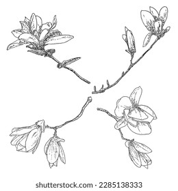 Magnolia flower drawings set. Sketch of floral botany twigs from real tree. Black and white with line art isolated on white background. Real life hand drawn illustrations of magnolia bloom. Vector.