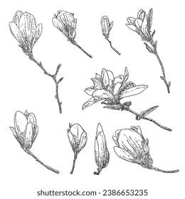 Magnolia flower drawings set. Sketch of floral botany twigs from real tree. Black and white with line art isolated on white background. Real life hand drawn illustrations of magnolia bloom. Vector.