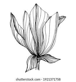 Magnolia flower. Floral botanical flower. Isolated illustration element. Vector hand drawing wildflower for background, texture, wrapper pattern, frame or border.