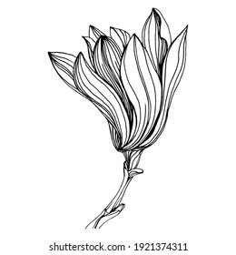 Magnolia flower. Floral botanical flower. Isolated illustration element. Vector hand drawing wildflower for background, texture, wrapper pattern, frame or border.