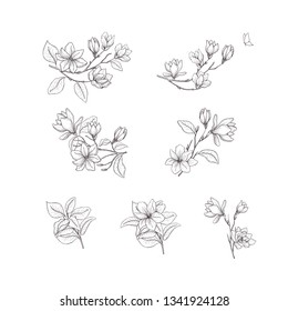 Flor de magnolia. Elementos de diseño dibujados a mano con flores. Arte de líneas aisladas en el fondo blanco.