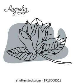 Magnolia flower. Graphic hand drawn flowers of magnolia. Vector. Magnolia flower drawing and sketch line art.