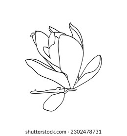 Magnolia flower graphic. Vector.Pattern.Image on white and color background.