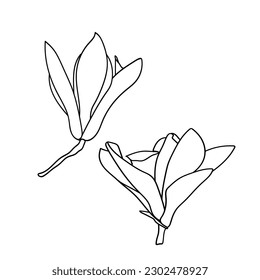 Magnolia flower graphic. Vector.Pattern.Image on white and color background.