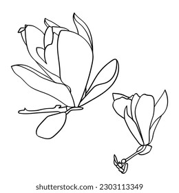 Magnolia flower graphic. Vector.Pattern.Image on white and colored background.