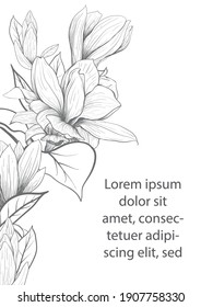 Magnolia flower Hand drawing and sketch,line art on white backgrounds hand drawn botanical.vector magnolia for background texture wrapper pattern.