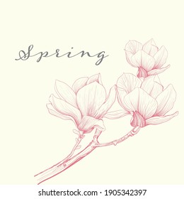 Magnolia flower Hand drawing and sketch,pink line art on white backgrounds vector hand drawn botanical.vector magnolia for background,texture, wrapper pattern.