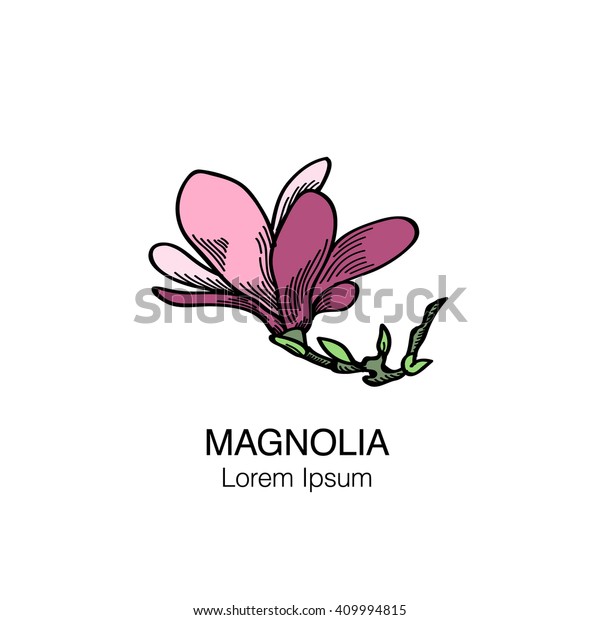 Magnolia Flower Hand Drawn Colored Vector Stock Vector (Royalty Free