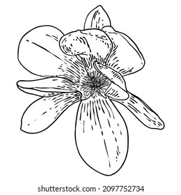 Magnolia flower head isolated on white. Top side view of magnolia open spring blooming, hand drawn. Vector.