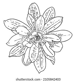 Magnolia flower head isolated on white. Top side view of magnolia open spring blooming, hand drawn. Vector.