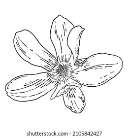 Magnolia flower head isolated on white. Top side view of magnolia open spring blooming, hand drawn. Vector.
