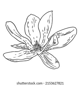 Magnolia flower head isolated on white. Top side view of magnolia open spring blooming, hand drawn. Vector.