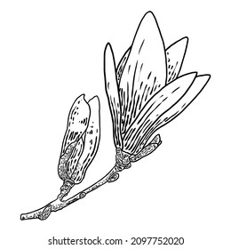 Magnolia flower head on the branch isolated on white. Side view of magnolia open spring blooming on the twig, hand drawn from real tree in the park or forest. Vector.