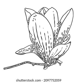 Magnolia flower head on the branch isolated on white. Side view of magnolia open spring blooming on the twig, hand drawn from real tree in the park or forest. Vector.