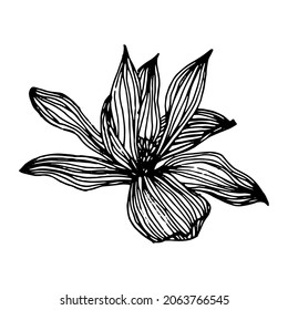 Magnolia flower illustration isolated on white background. Vector image of flowers. Hand drawing floral botanical flower.