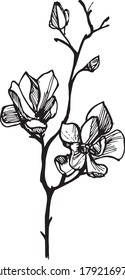 Magnolienblütenfarbe gezeichnet Vektorpflanze Blütenkunst Illustration Sommerblüte 