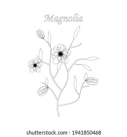 Magnolia flower isolated on white background. Drawing in a sketch style. Minimalist art. Vector illustration.